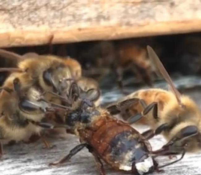 美国密歇根州农场蜜蜂被蜂蜜缠身动弹不得 同伴同心协力营救