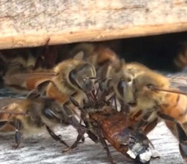 美国密歇根州农场蜜蜂被蜂蜜缠身动弹不得 同伴同心协力营救