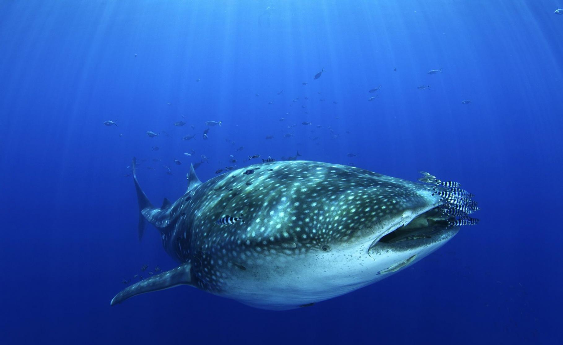 气候变化迫使世上最大鱼类鲸鲨寻找新家