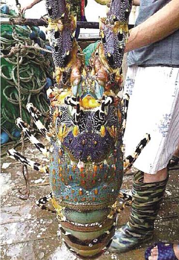 浙江温岭渔民在石塘海域捕捞到1米长大龙虾
