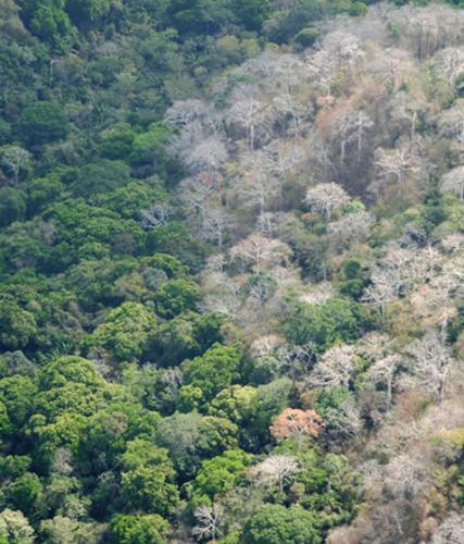磷和降水帮助测绘热带森林的树木物种