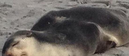 澳洲小海豹累瘫在沙滩上