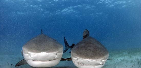 巴哈马潜水员徒手喂食虎鲨