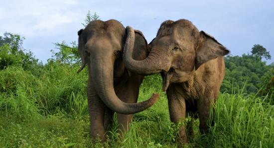 大象也会相互安慰