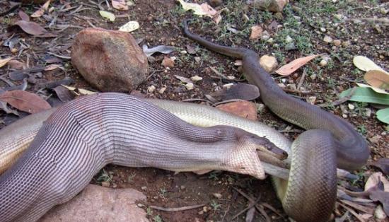 澳洲国家公园橄榄蟒蛇绞死并吃掉沙袋鼠