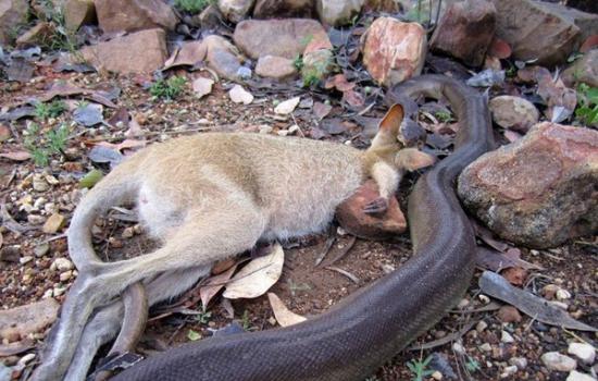 澳洲国家公园橄榄蟒蛇绞死并吃掉沙袋鼠