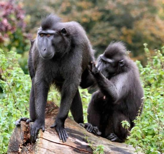 英国聪明猕猴千方百计逃离动物园