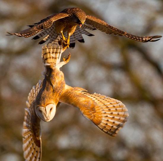 英格兰一只红隼在空中偷袭一只捕获猎物的猫头鹰