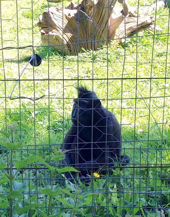 英国聪明猕猴千方百计逃离动物园
