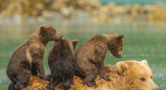 美国阿拉斯加州的卡特迈国家公园3只小棕熊坐妈妈背上渡河