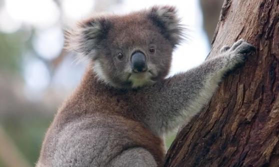澳洲昆士兰省政府把东北部树熊列为濒危物种