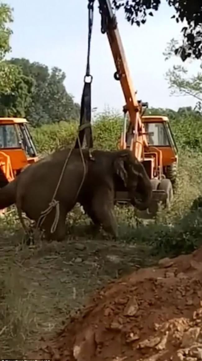 印度大象被村民追赶堕6米深坑 困36小时始获救