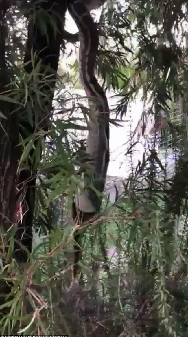 澳洲昆士兰布里斯班3米长地毡蟒吊在树上“高难度”生吞整只负鼠