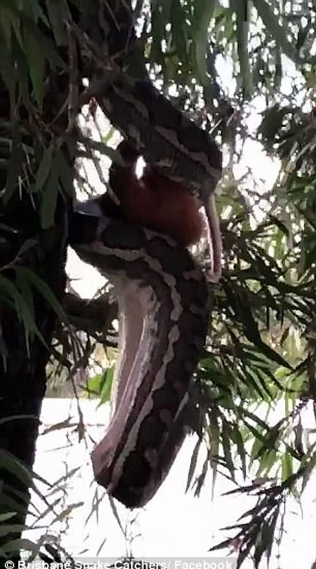 澳洲昆士兰布里斯班3米长地毡蟒吊在树上“高难度”生吞整只负鼠