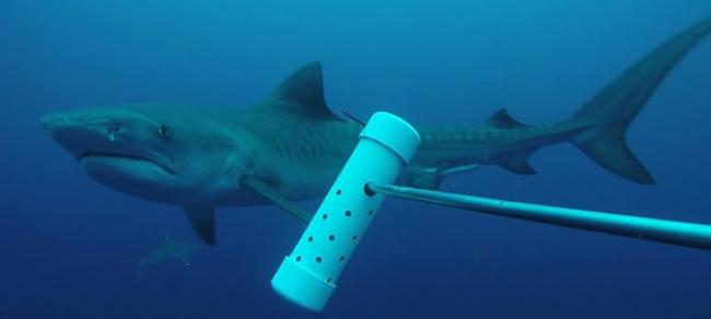 科科岛水域已经有30年没有看见鼬鲨（虎鲨）的踪迹了，但是在2012年又再度出现鼬鲨的身影。