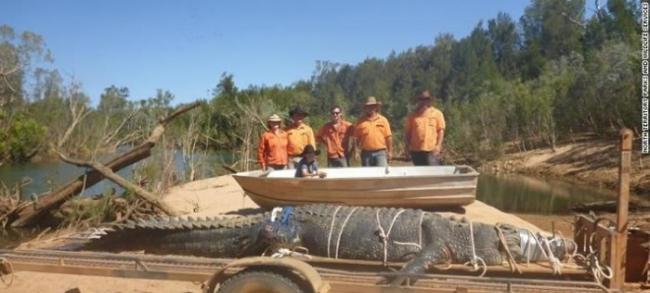 澳大利亚600公斤大鳄鱼“逃亡”8年终落网