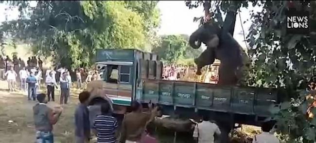 印度大象被村民追赶堕6米深坑 困36小时始获救
