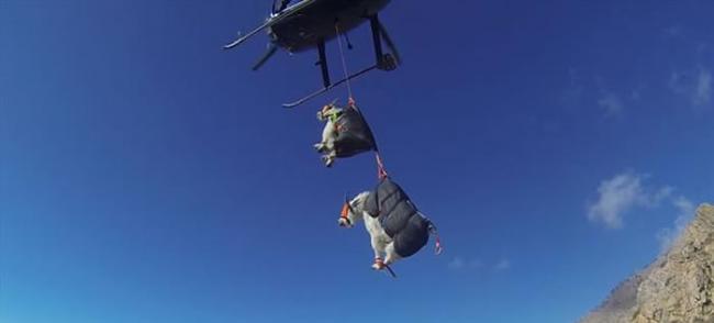 美国犹他州野生动植物局用直升机将岩羊载往新家去繁衍增产