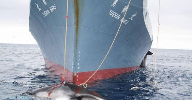 日本恢复南极捕鲸 反捕鲸团体“海洋守护者”警告直接干扰