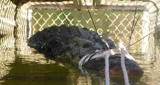 澳大利亚600公斤大鳄鱼“逃亡”8年终落网