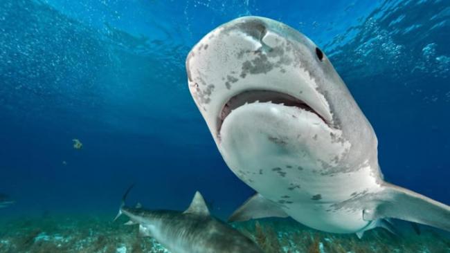 鼬鲨（虎鲨）徘徊在巴哈马北部的水域。 PHOTOGRAPH BY BRIAN SKERRY, NATIONAL GEOGRAPHIC CREATIVE