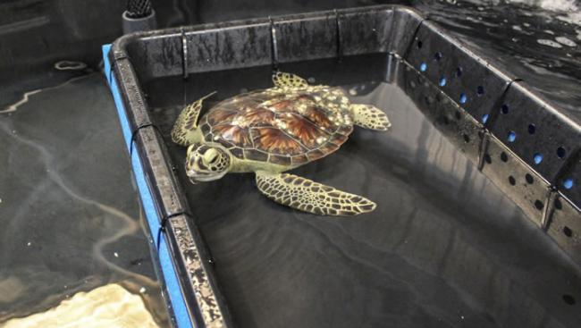 大约有100只濒临灭绝的海龟在美国德克萨斯州被大风暴冲上海岸