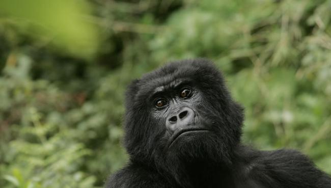 IUCN公布最新资料，东部大猩猩列濒危物种。