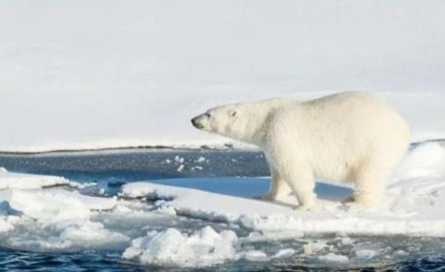 北极海冰消融将对北极熊生存构成严重威胁。