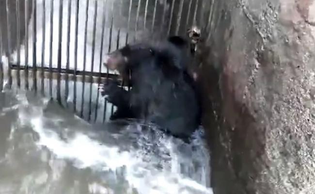 被困在进水口栅栏前的黑熊，身体不停遭湍急水流冲刷。