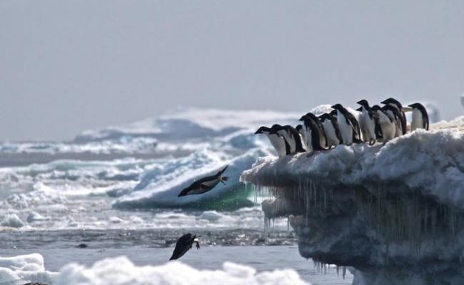在南极设立全球最大、面积达180万平方公里的海洋保护区提案遭否决