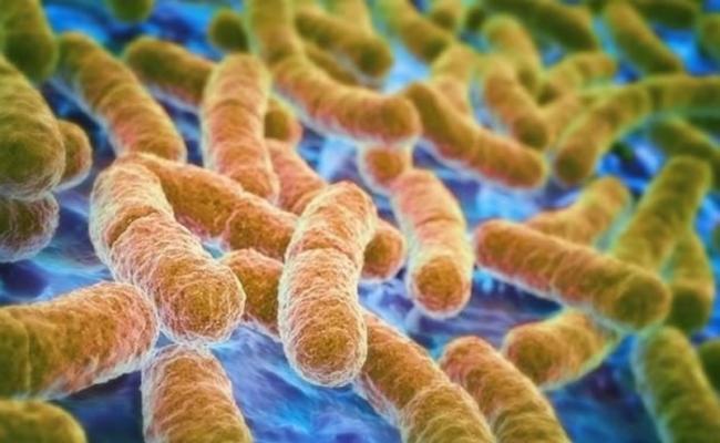美国国内发现超级细菌病例 可抵抗所有抗生素