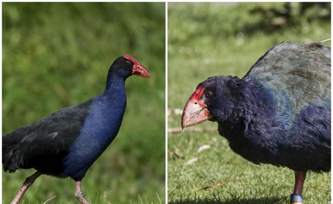 4只南秧鸡（右）被误当成紫水鸡（左）而遭射杀。
