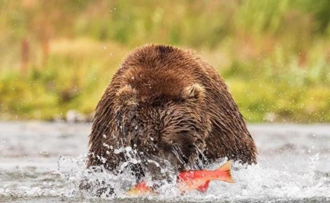 灰熊轻盈地飞身跃进河涧中捕鱼。