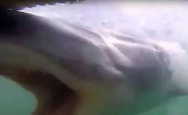 露出森森白齿的大白鲨
