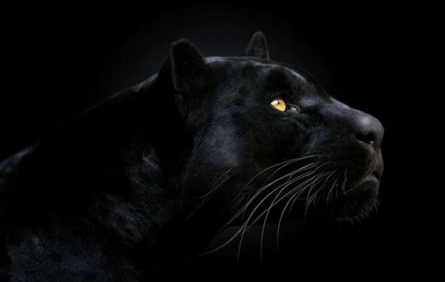 雅拉山脉一直以来都有大黑猫出没的传说。