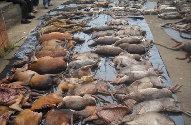 在喀麦隆收缴的非法捕猎的动物尸体。