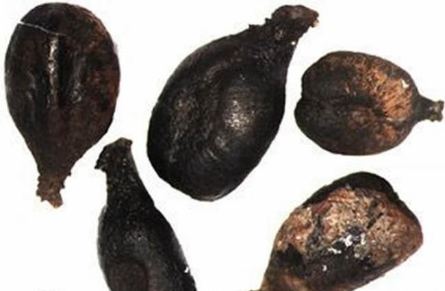 法国发现“最古老的”葡萄籽可追溯至铁器时代