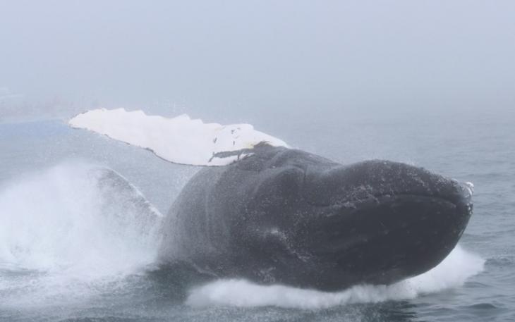 座头鲸在游客面前展示其灵活身手