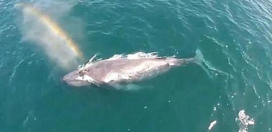 美国加州一头座头鲸浮出水面换气喷出彩虹