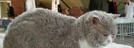 塞尔凯斯卷毛猫：“披着羊皮的猫”