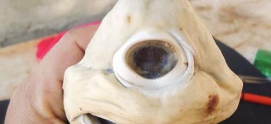 墨西哥发现的奇特独眼小鲨鱼