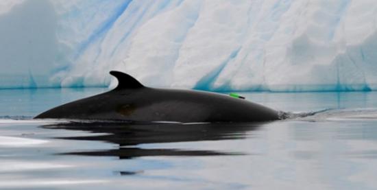 南极小须鲸（Balaenoptera bonaerensis）产生了该声音