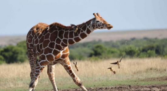 啄木鸟险些被长颈鹿的喷嚏给吸入口中