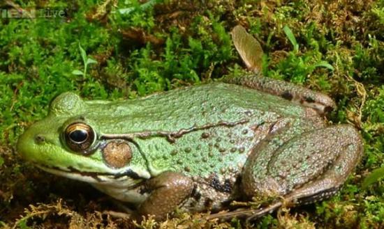 “大西洋豹蛙”不会像一般青蛙般哇哇鸣叫，而是发出低沉的呻吟声及像咳嗽的声音。