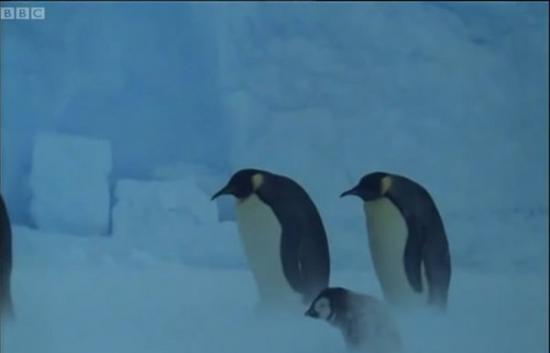 小企鹅找不到其他企鹅帮忙御寒，最后遭冻死。