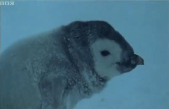 英国BBC生态频道拍摄到一只企鹅孤儿活生生在大风雪中被冻死