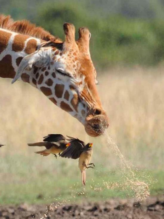 啄木鸟险些被长颈鹿的喷嚏给吸入口中