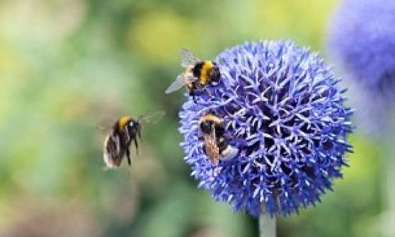 部分蜜蜂会选择在其他蜂巢，偷取花蜜和花粉。