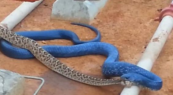蓝色森王蛇吞食响尾蛇