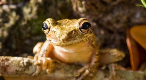 古巴树蛙可以获得对致命真菌的抵抗力